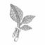 Picture of Three Tropical Leaves Mini Brooch Rhodium Plated with CZ